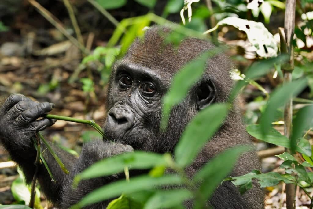 Chimpanzé