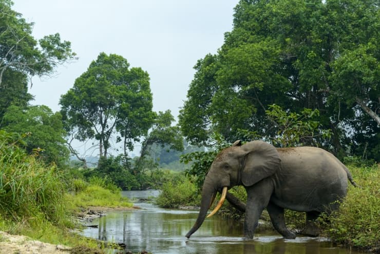 Éléphant de Forêt d'Afrique
