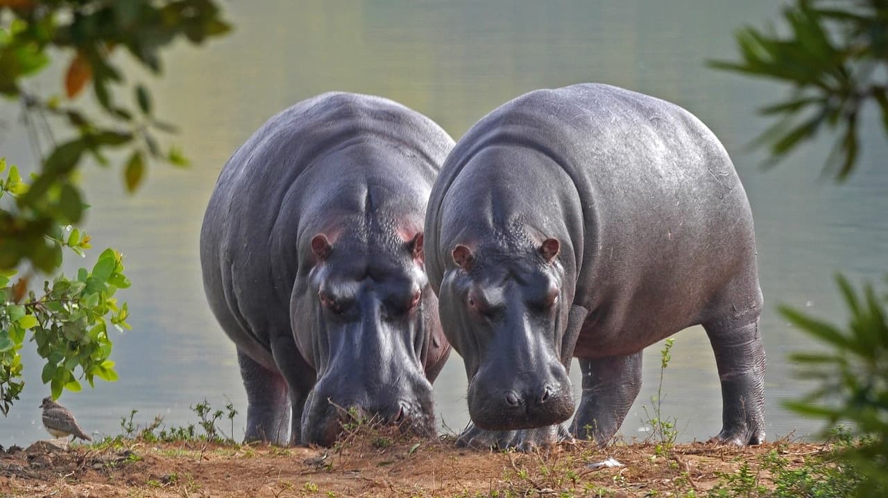 Hippopotame