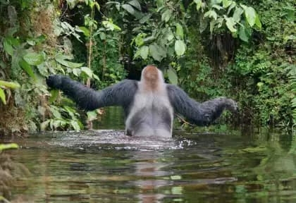 Perroquet Gris d'Afrique