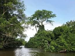 Crocodile Nain