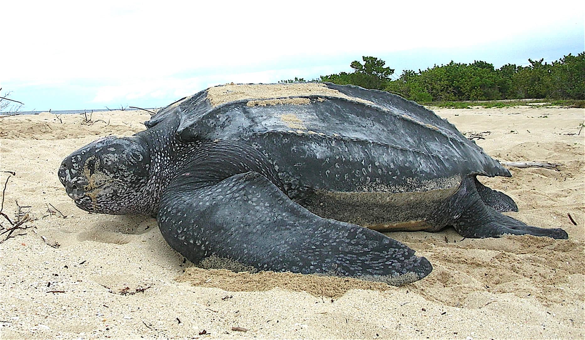 Tortue Luth