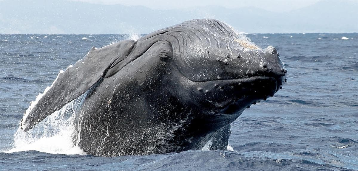 Baleine à Bosse