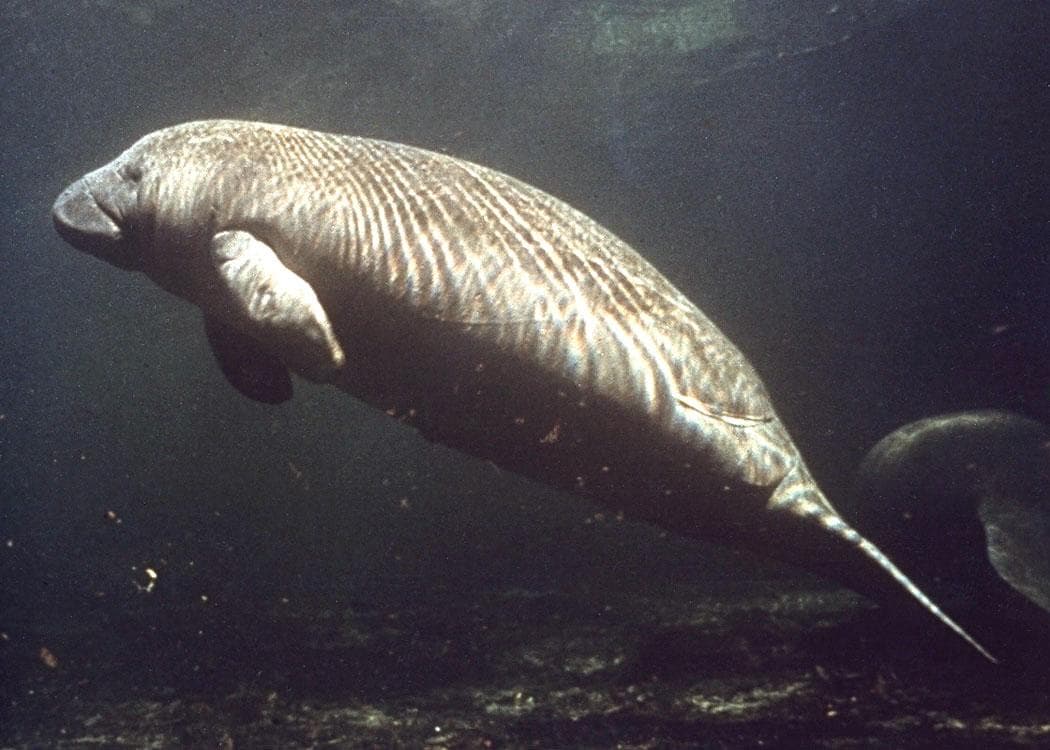 Lamantin d'Afrique